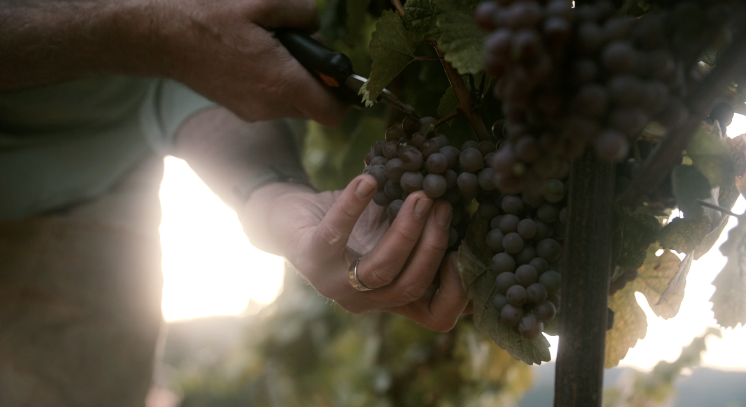 A close-up of a person's hand gently holding a cluster of ripe grapes while using a pruning tool to cut them from the vine. The image is softly lit by the sunlight in the background, capturing the moment of grape harvesting in a vineyard.